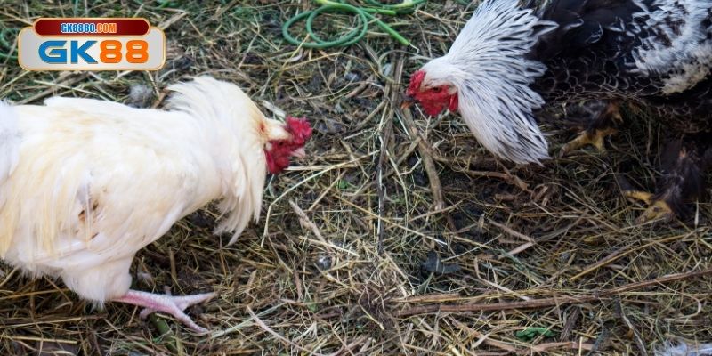 Đánh giá cơ chế chấm điểm kê chiến