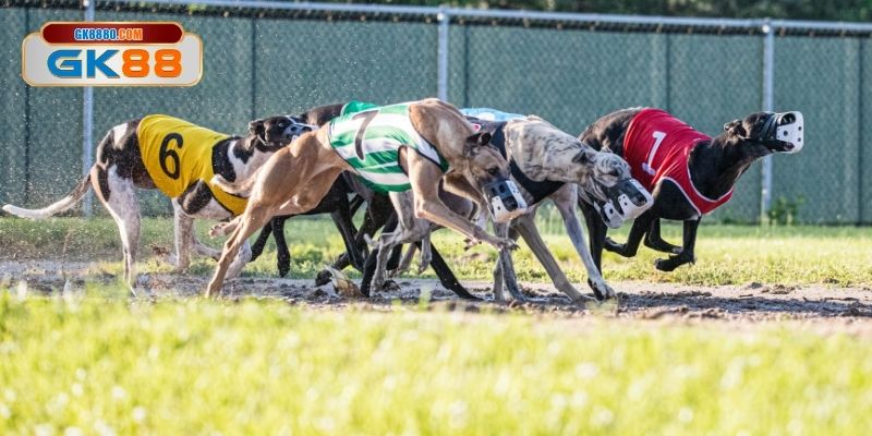 Danh sách các hình thức đặt cược thường gặp