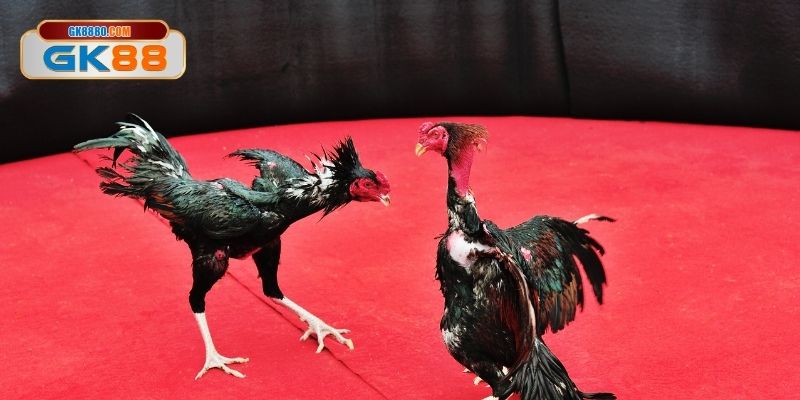 Hệ thống máy quay cực kỳ nét