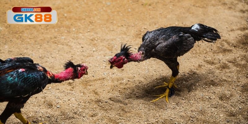 Hiểu luật đá gà online cực chuẩn