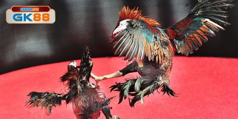 Luật chơi đá gà campuchia siêu chuẩn
