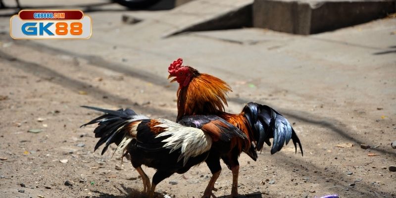 Luật gà peru cựa dao chuẩn