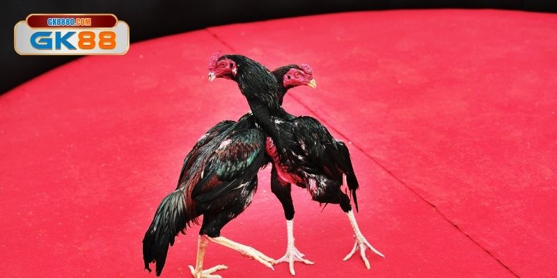 Quy trình thẩm định kê chiến siêu chuẩn xác