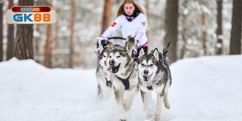 Sức lôi cuốn đặc biệt khi vào cược đua chó