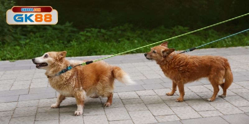 Thông tin cơ bản về kèo đua chó hôm nay