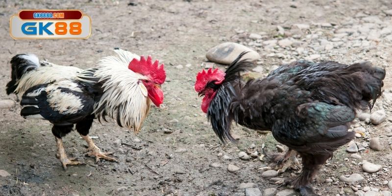 Trách nhiệm thuộc về chủ nuôi kê